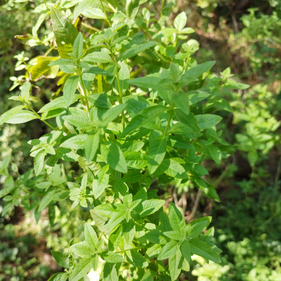 Verveine cironnelle