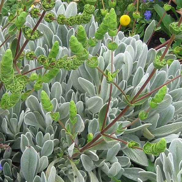 Sideritis cypria Au Jardin Raisonné
