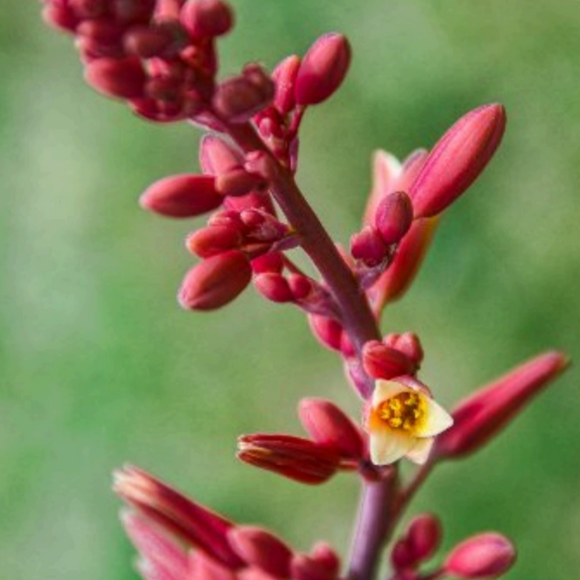 Hesperaloe parviflora
