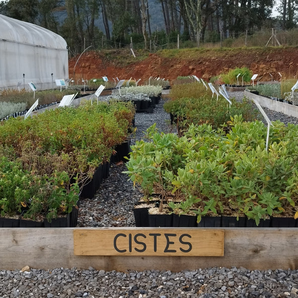 Cistes à la pépinière au jardin raisonné