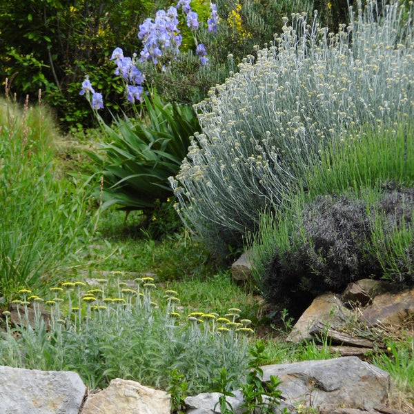 plantes et arbustes, au jardin raisonné