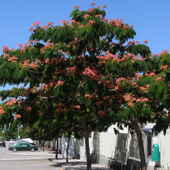 Arbre à soie