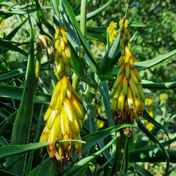Aloe stiatula