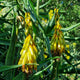 Aloe stiatula