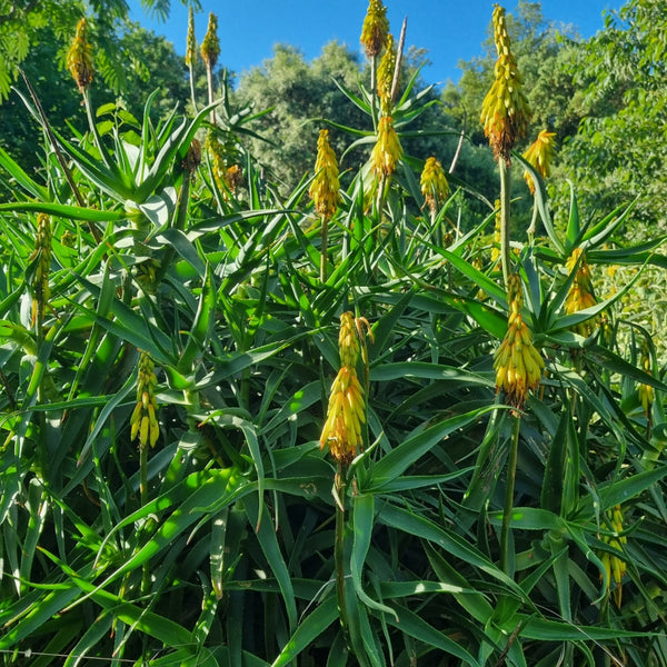 Aloe striatula