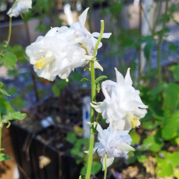 Ancolie blanche
