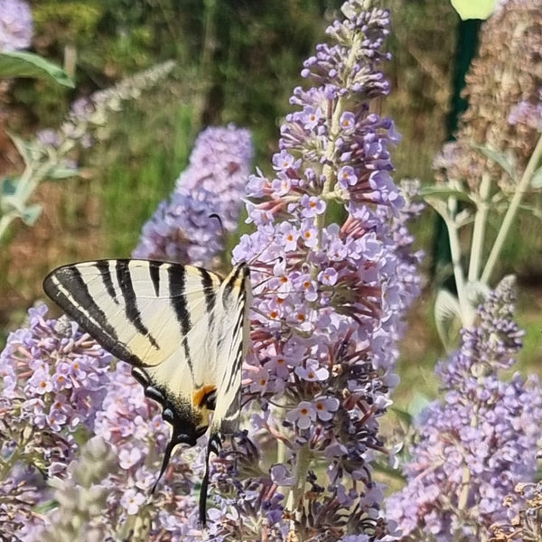 Buddleja lochinch