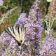Buddleja lochinch