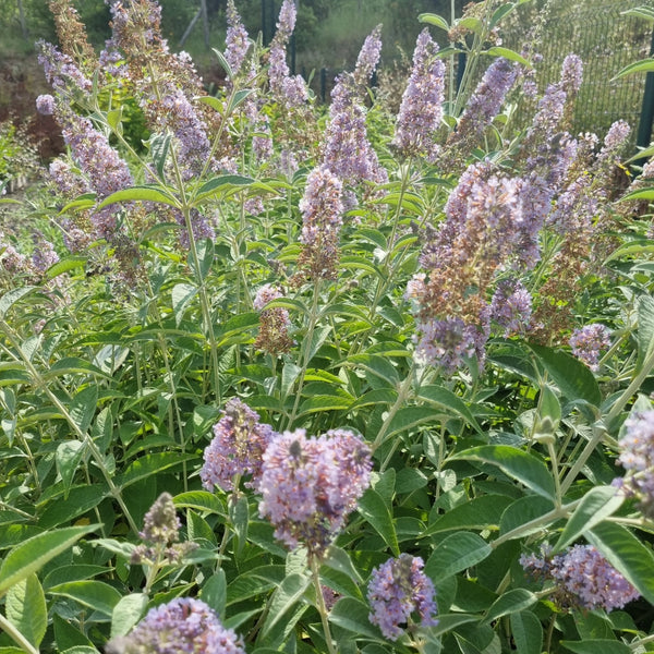 Buddleja lochinch