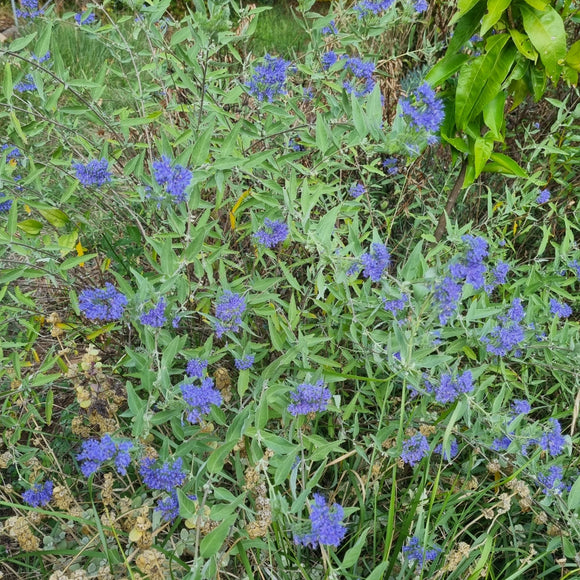 Caryopteris