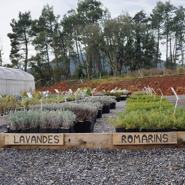 Collection de lavandes et romarins, Au Jardin raisonné