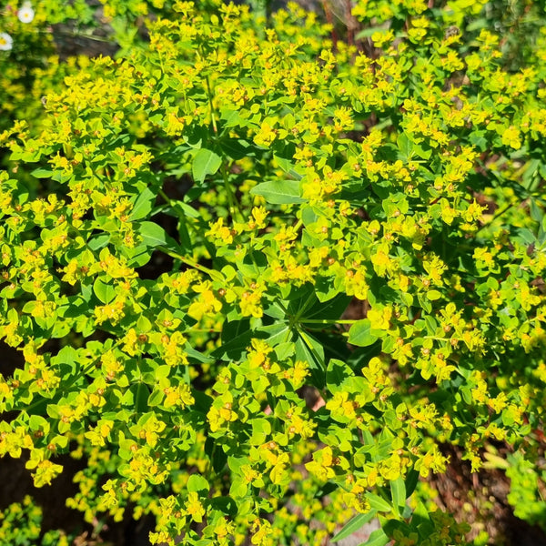 Euphorbe eratocarpa