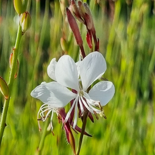 Gaura