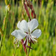 Gaura