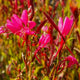 Gaura rose