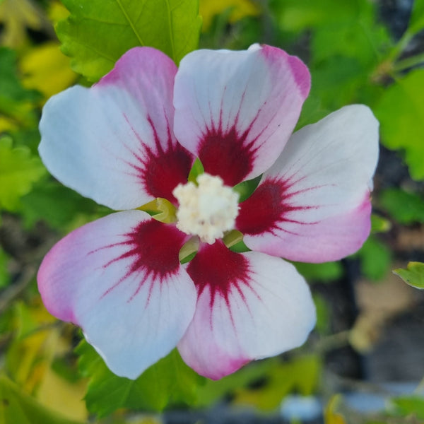 Hibiscus
