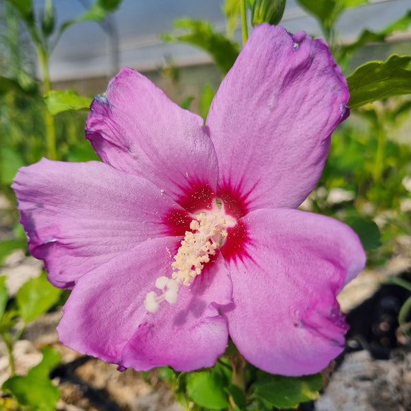 Altéa violet