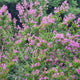 Lila des indes rose