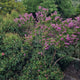 Lila des indes rose