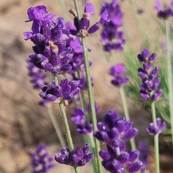 Lavande
