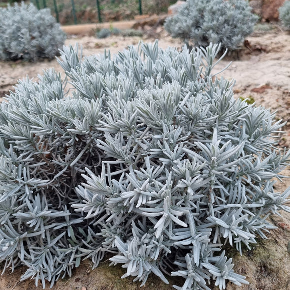 Lavande