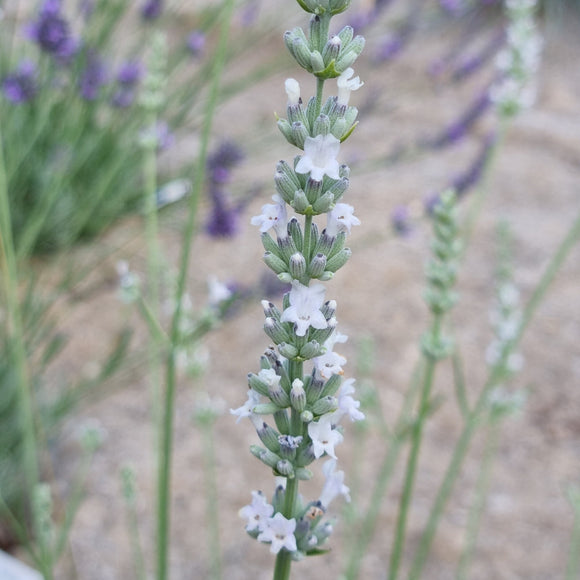 Lavande blanche
