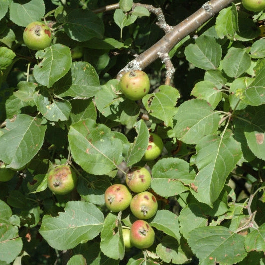 Pommier sauvage