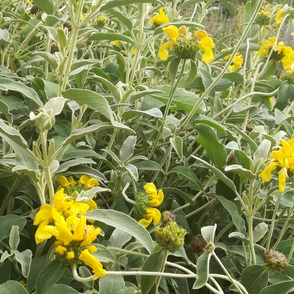 Pis fruticosa