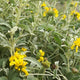 Pis fruticosa