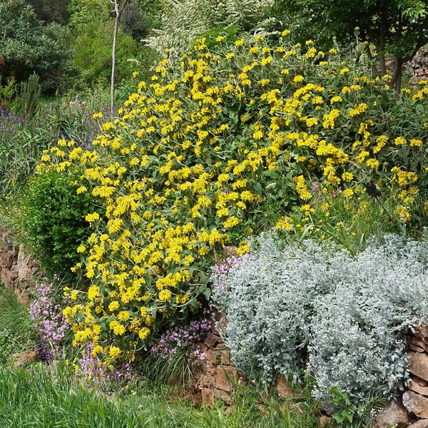 Phlomis fruticosa