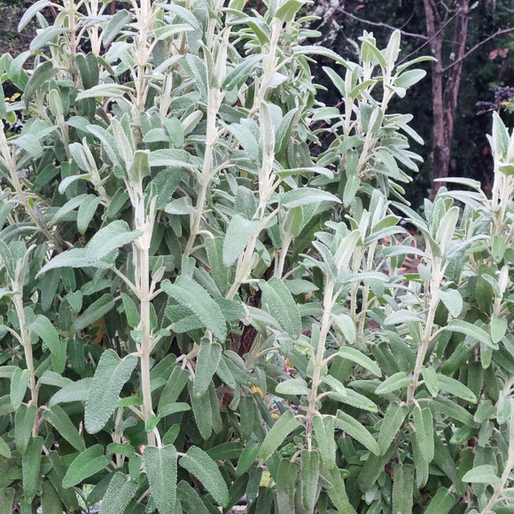 Phlomis blanche