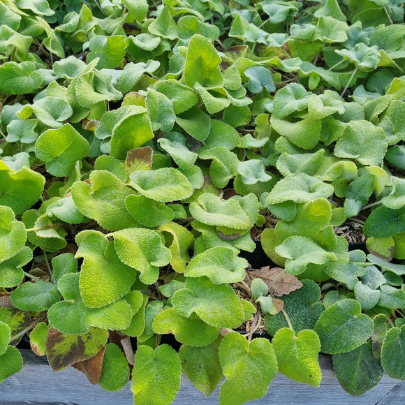 Phlomis