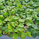 Phlomis