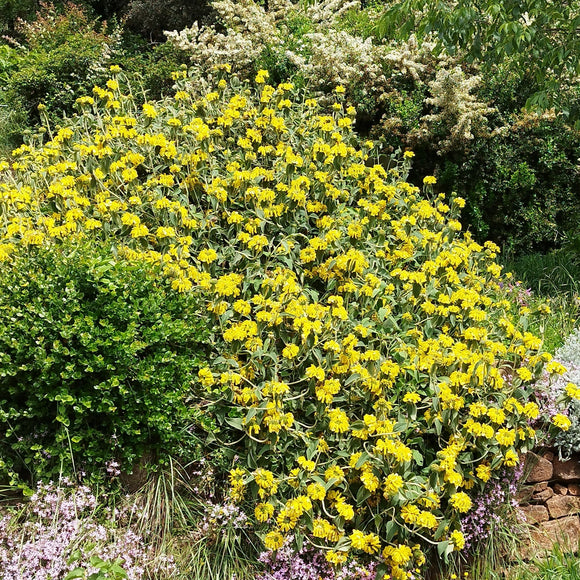 Phlomis fruticosa