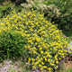 Phlomis fruticosa