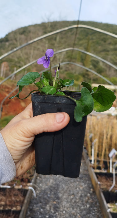 Photo godet anti chignon 0.5L