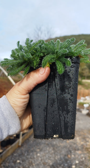 Photo godet anti chignon 0.9L