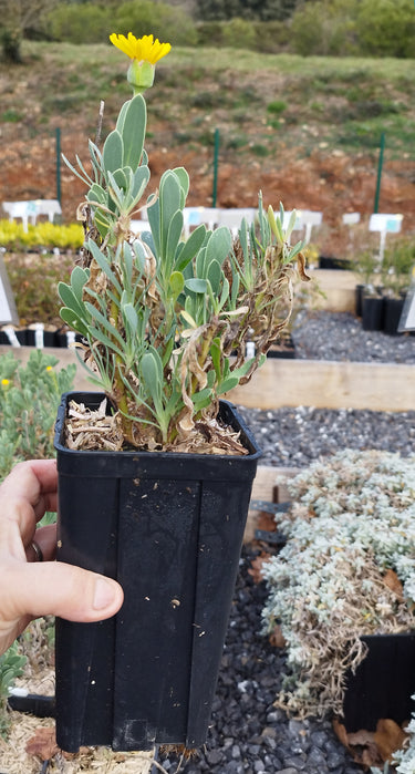 Photo godet anti chignon 1.4L