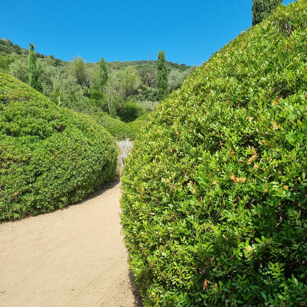 Pistachier lentisque