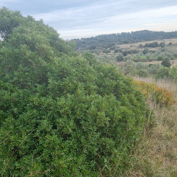 Pistachier lentisque