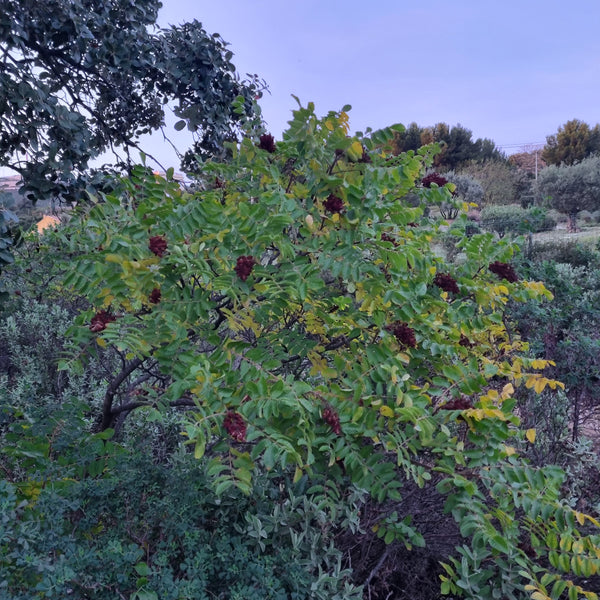 Rhus coronaria