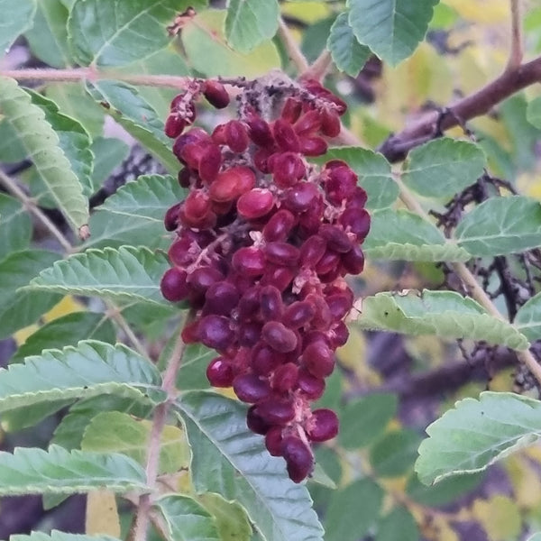 Rhus coronaria