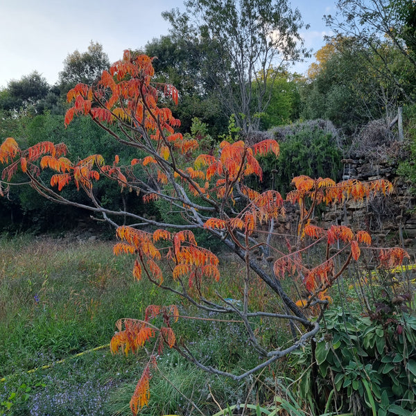Rhus typhia