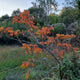 Rhus typhia