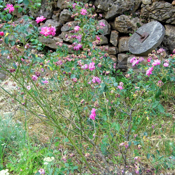 Rosier fellemberg