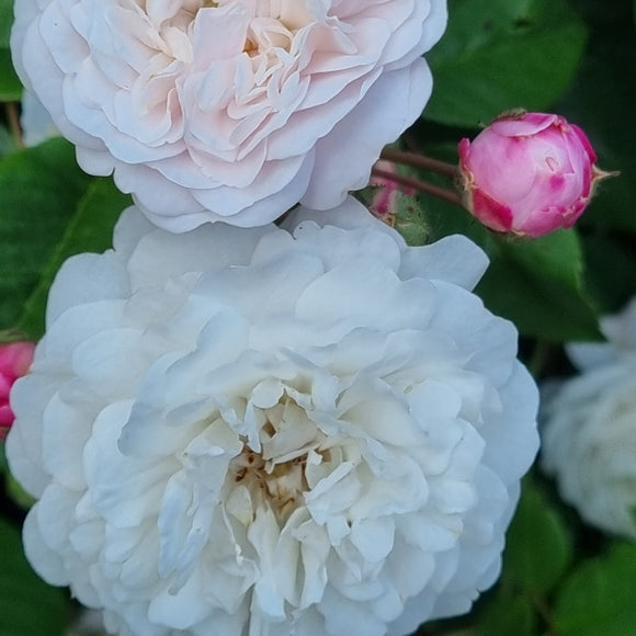 Rosier Félicité et Pérpétué