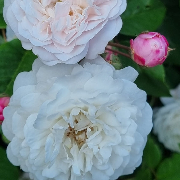 Rosier Félicité et Pérpétué