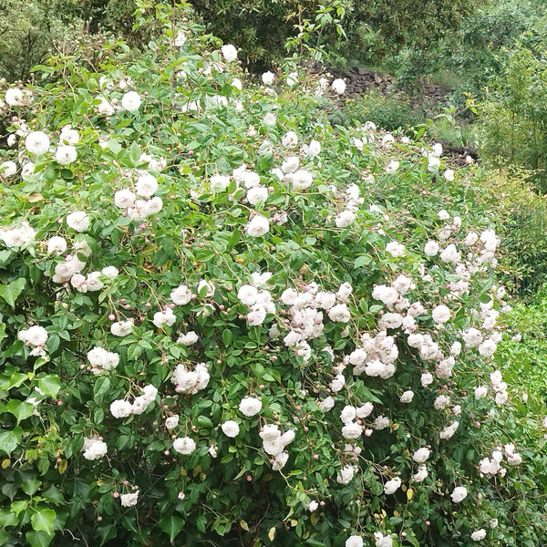 Rosier