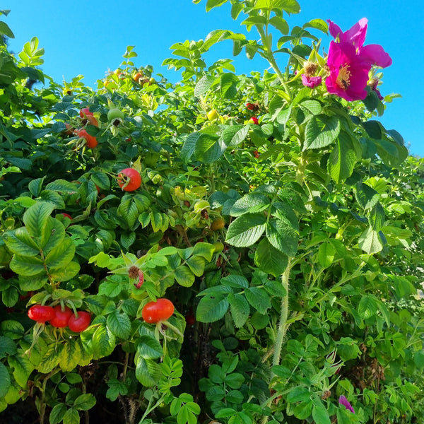 Rosa rugosa