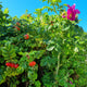 Rosa rugosa